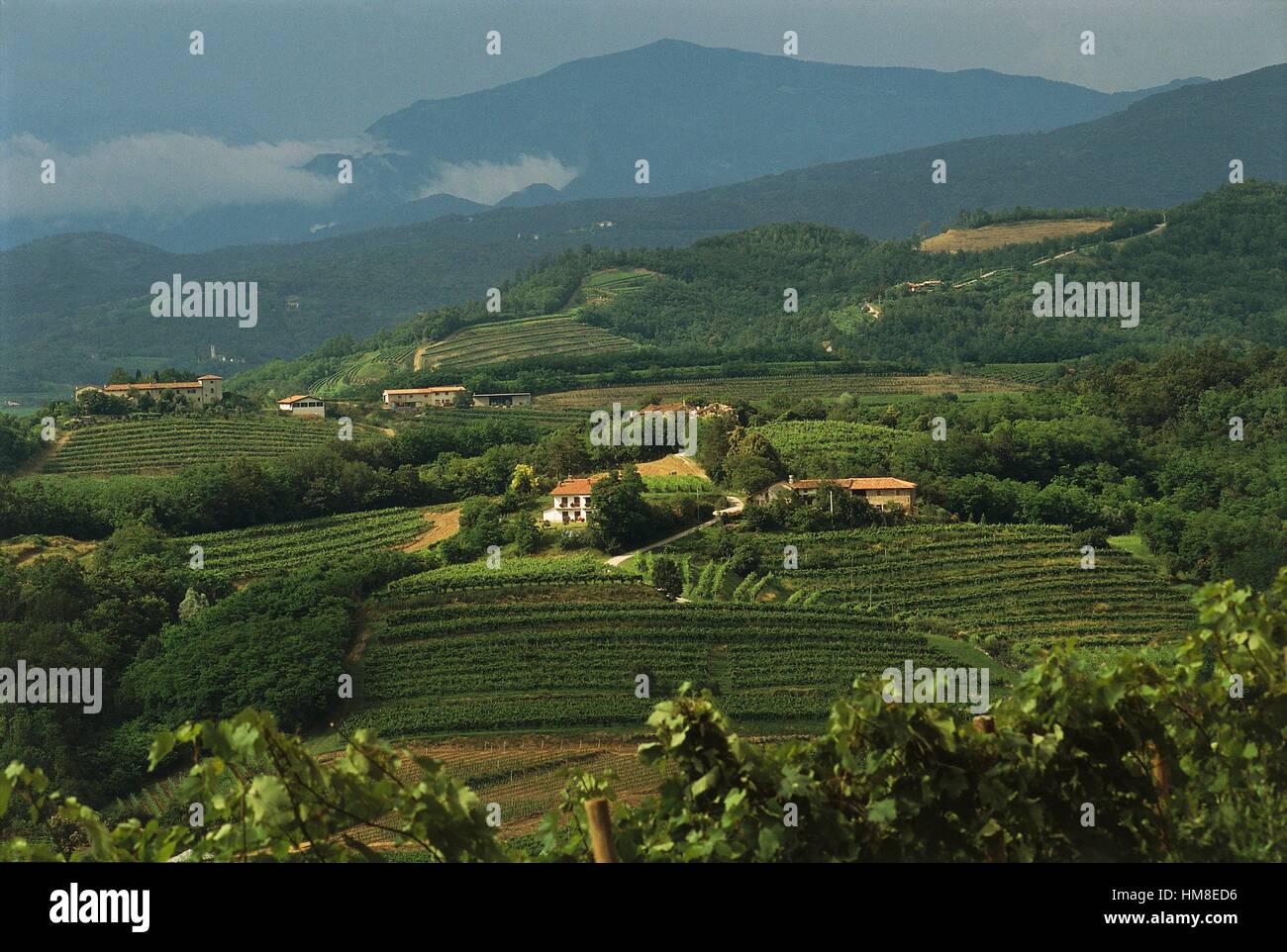 Paysage de vignes dans les collines de Gorizia, Frioul-Vénétie Julienne, Italie. Banque D'Images