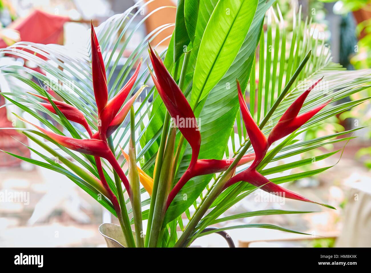 Oiseau Du Paradis Des Fleurs Mariscal Robledo Parque Hotel