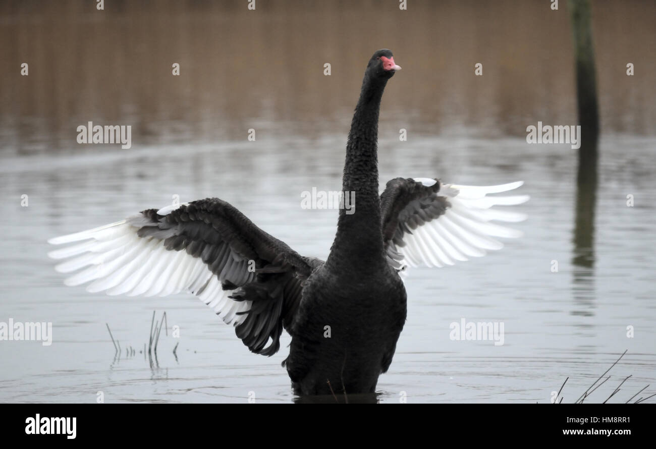 Cygne noir Banque D'Images