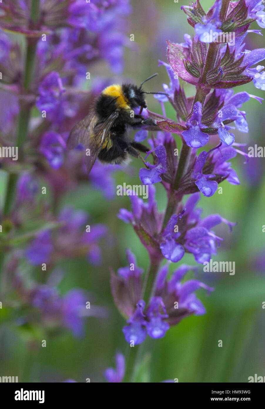 Bourdon sur une fleur bleue dans le jardin Banque D'Images