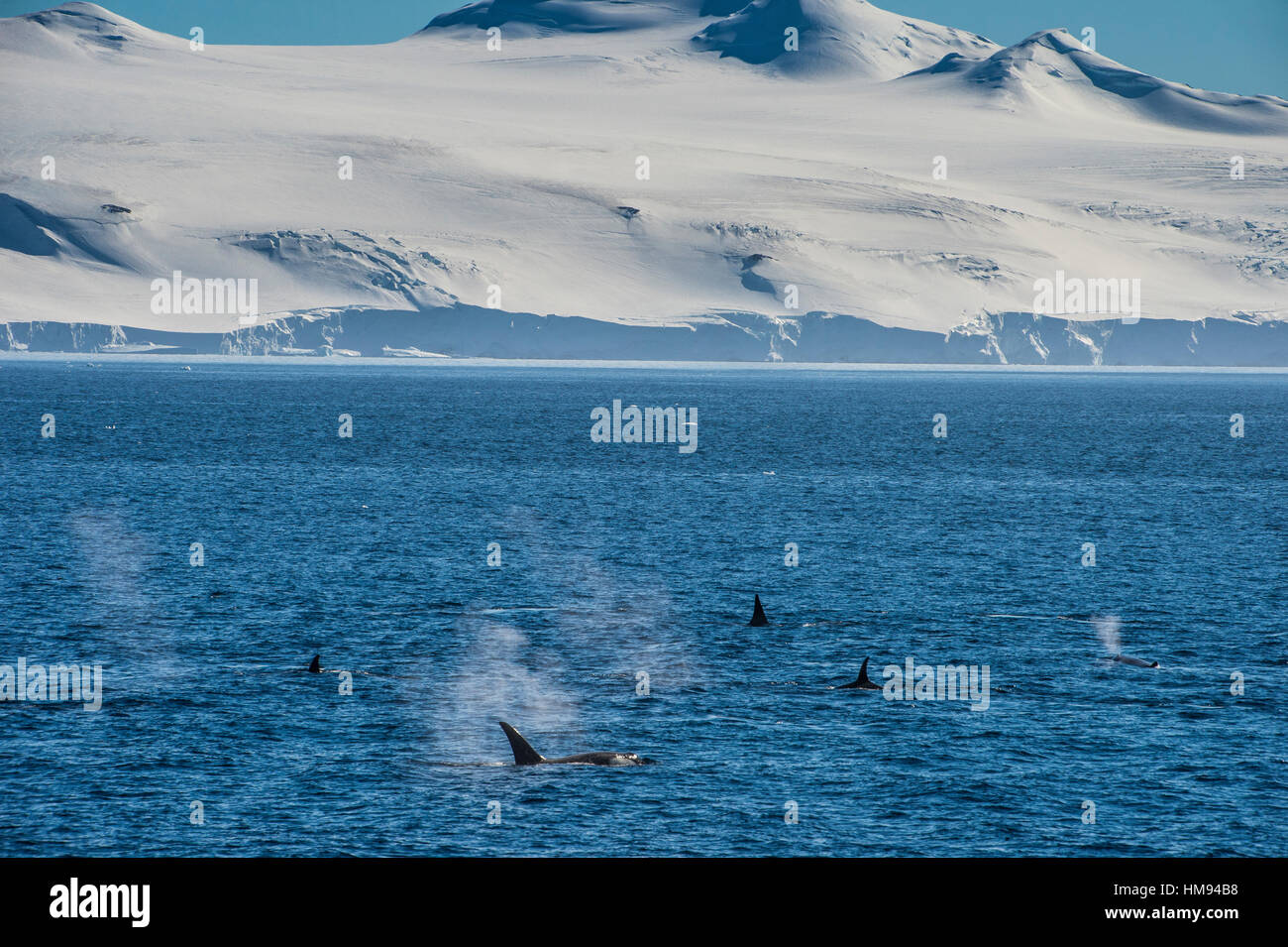 Les orques (épaulards (Orcinus orca), chasse), de la mer de Weddell, l'Antarctique, régions polaires Banque D'Images