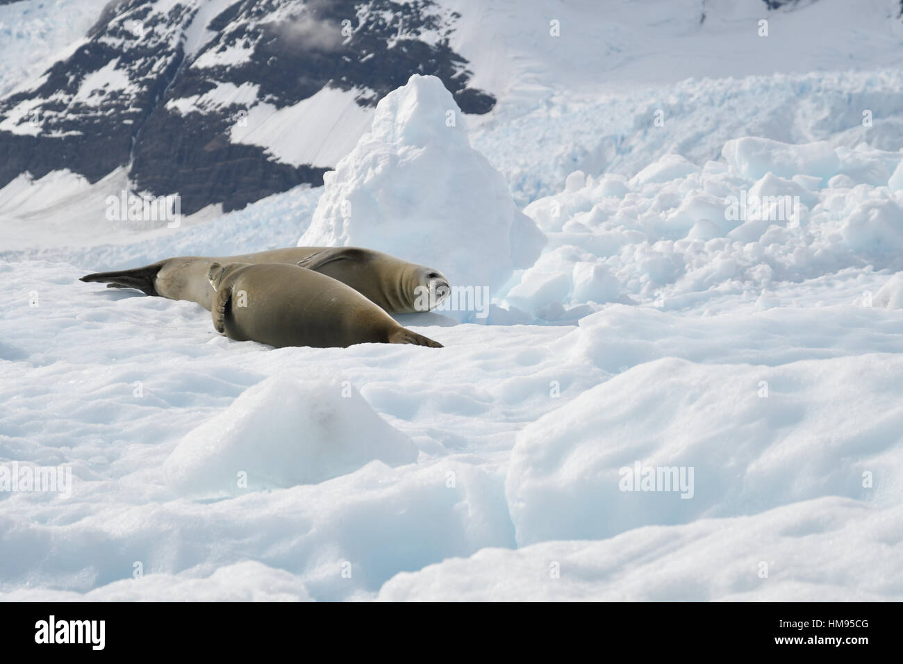 L'Antarctique en décembre avec les icebergs et manchots Banque D'Images