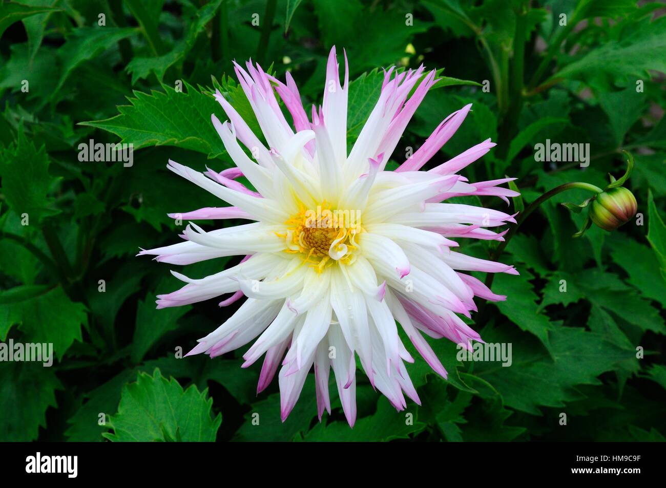 Dahlia fleurs joie Marlene Banque D'Images