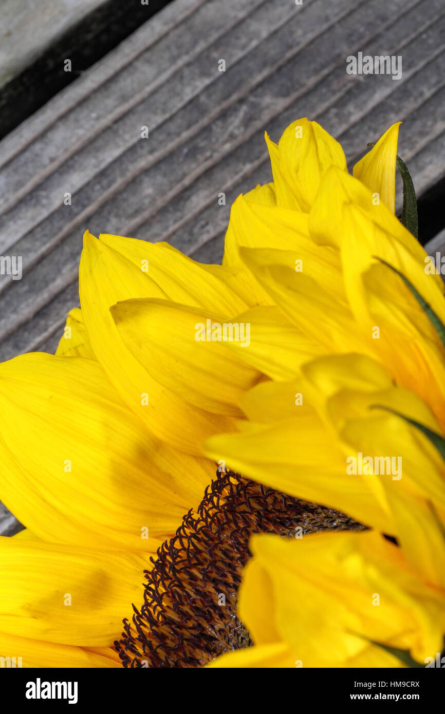 Le tournesol de près sur un fond de bois Banque D'Images