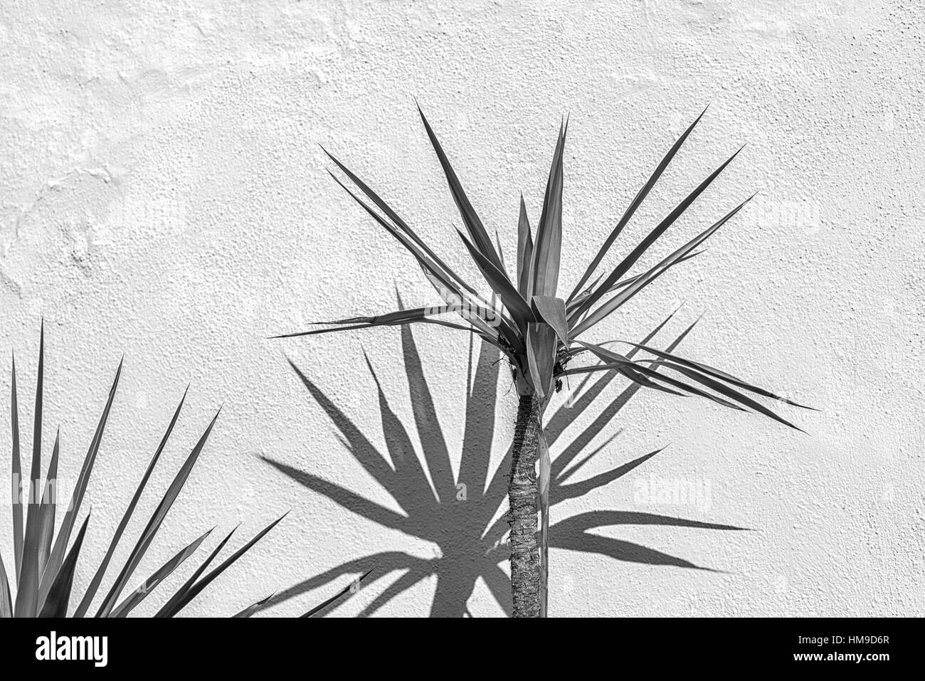 Close up of palmiers casting shadows contre un mur de béton. Banque D'Images