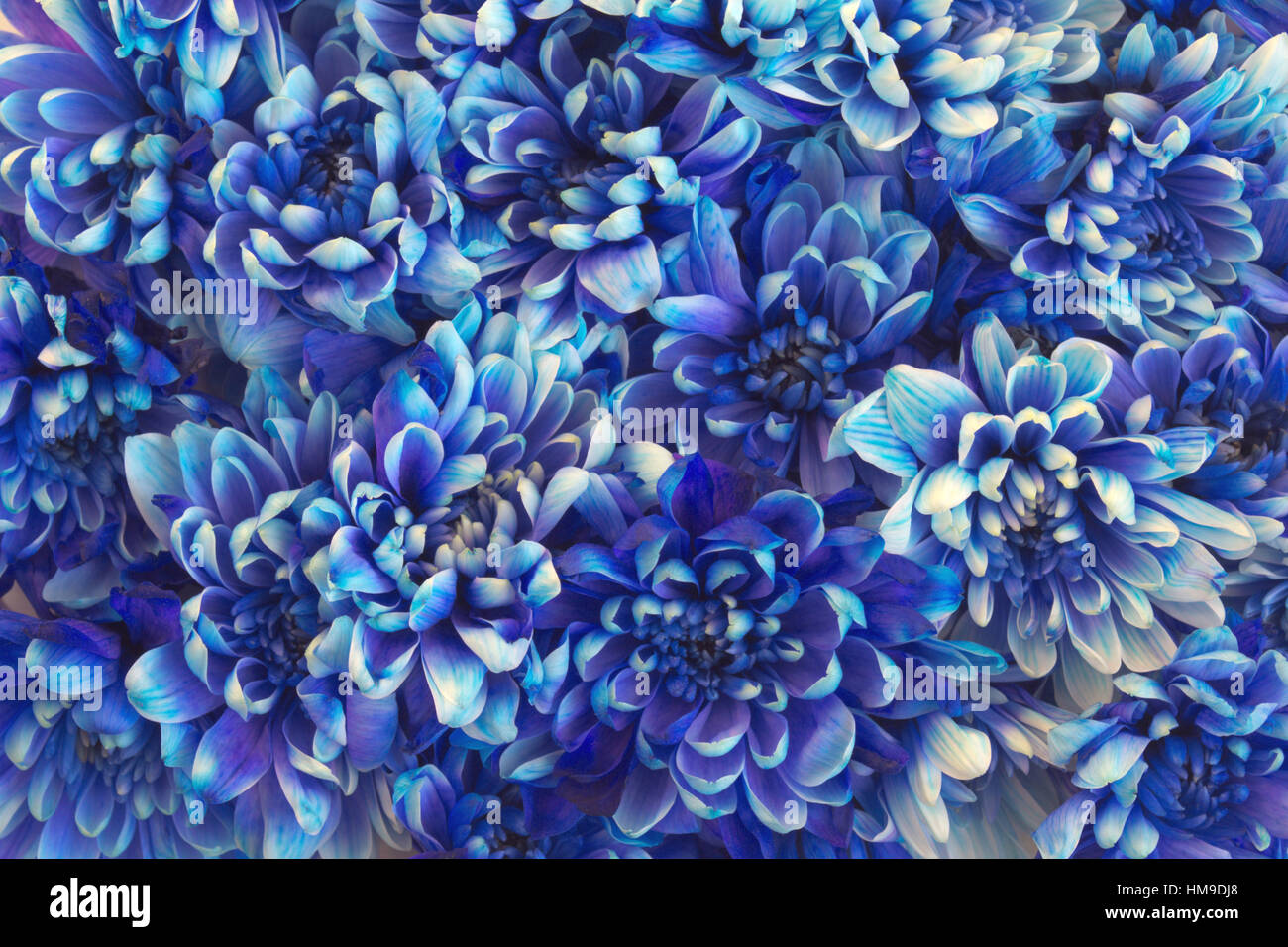 Belle fleur avec beaucoup de chrysanthèmes bleu Banque D'Images