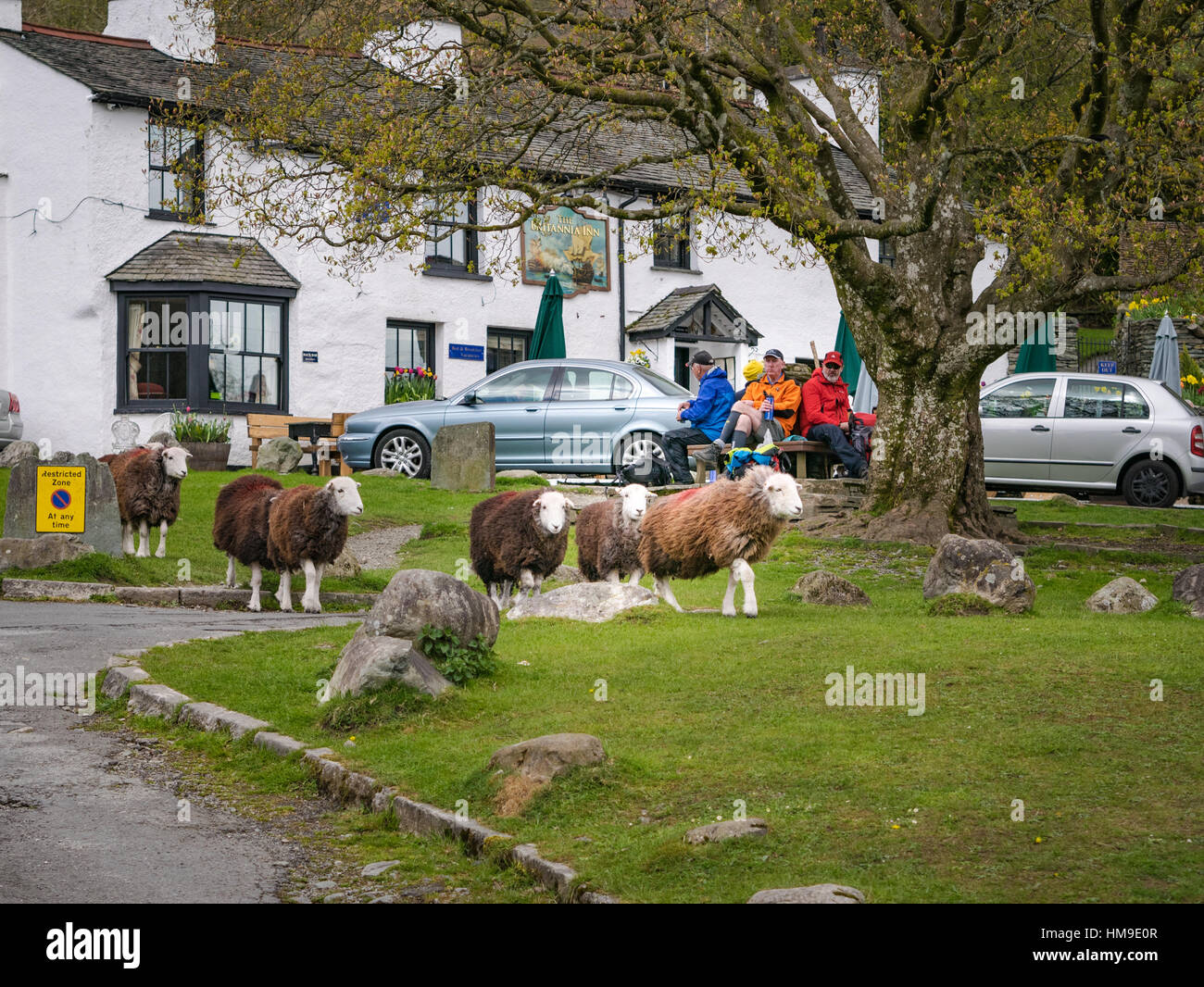 Moutons Herdwick sur le chemin du retour de la pub à Great Langdale Cumbria Banque D'Images