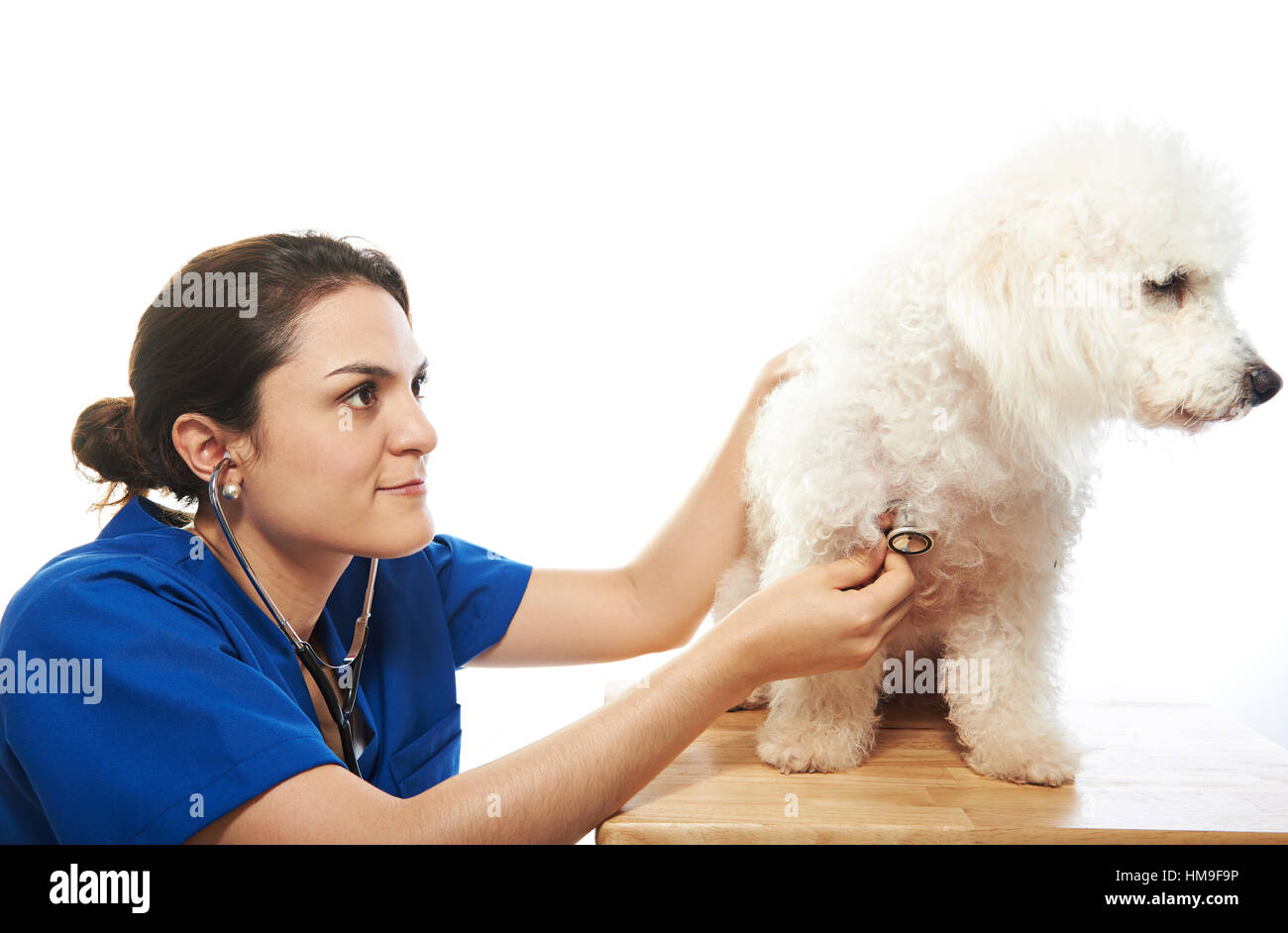 Contrôle vétérinaire Femme chien de heath isolated on white Banque D'Images