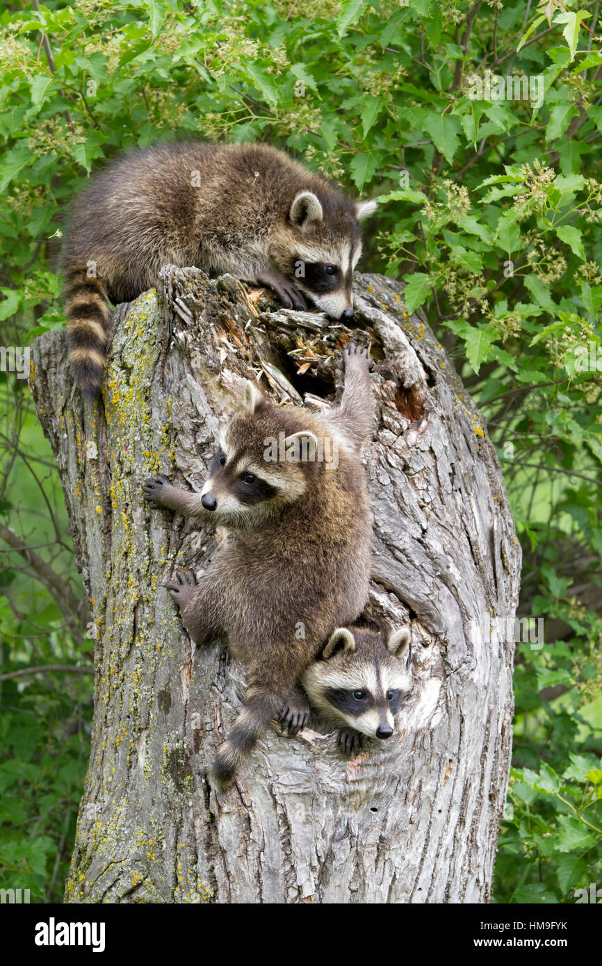 trois-ratons-laveurs-procyon-lotor-banque-de-photographies-et-d-images