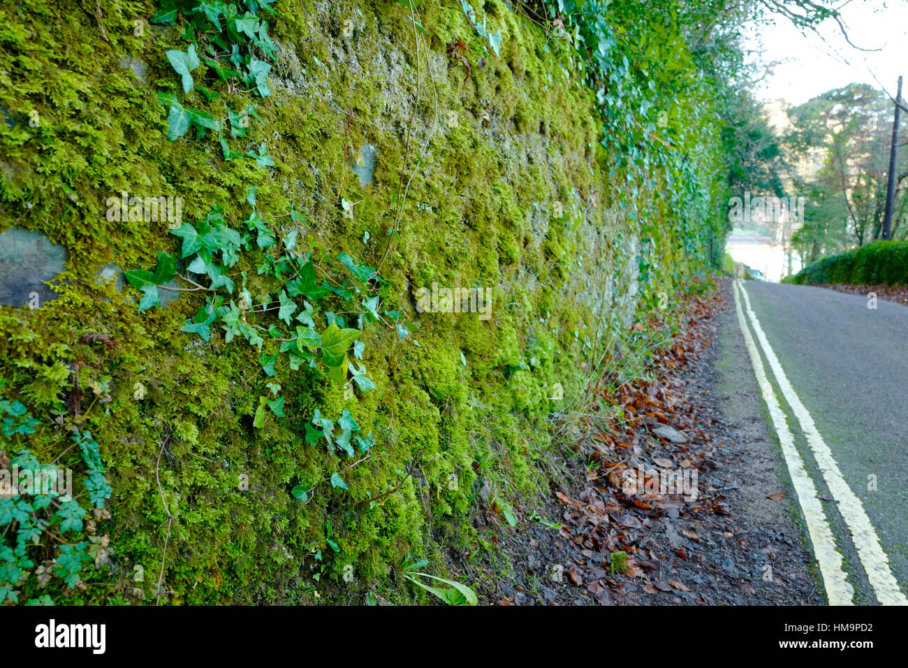 Mousses, lichens et de lierre poussant sur un mur dans une ruelle, UK Banque D'Images