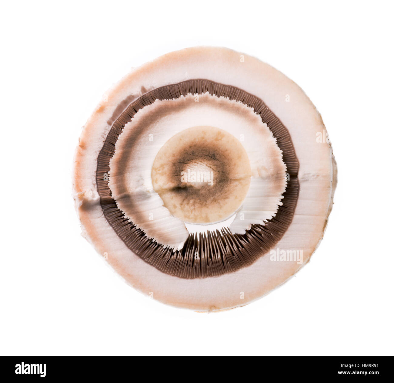 Vue de dessous du champignon aux champignons de coupe croisée Banque D'Images
