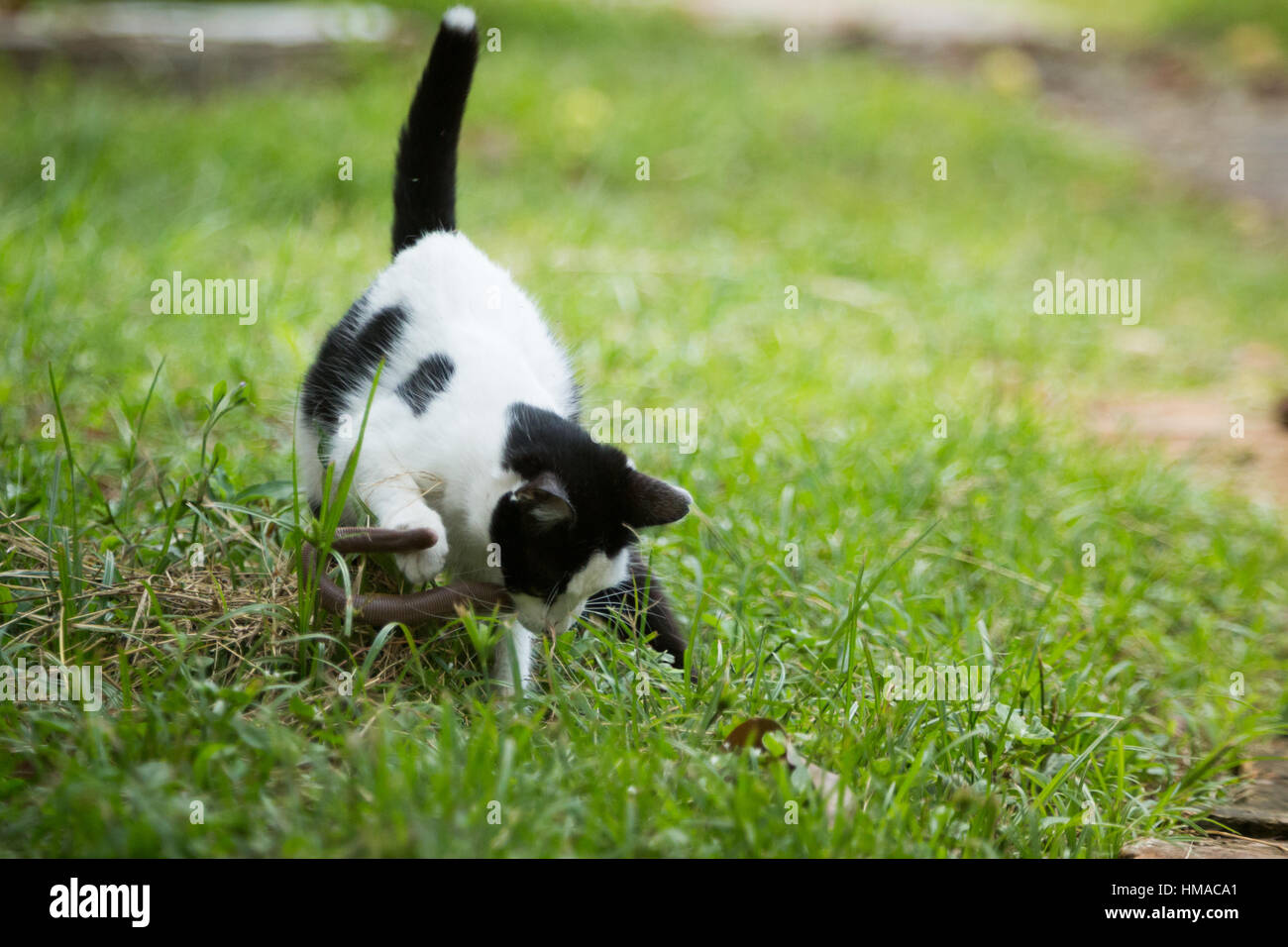 Un chat de la rue chasse et mange un ver de terre à partir de sols humides dans la cour pendant la journée humide, Asuncion, Paraguay Banque D'Images