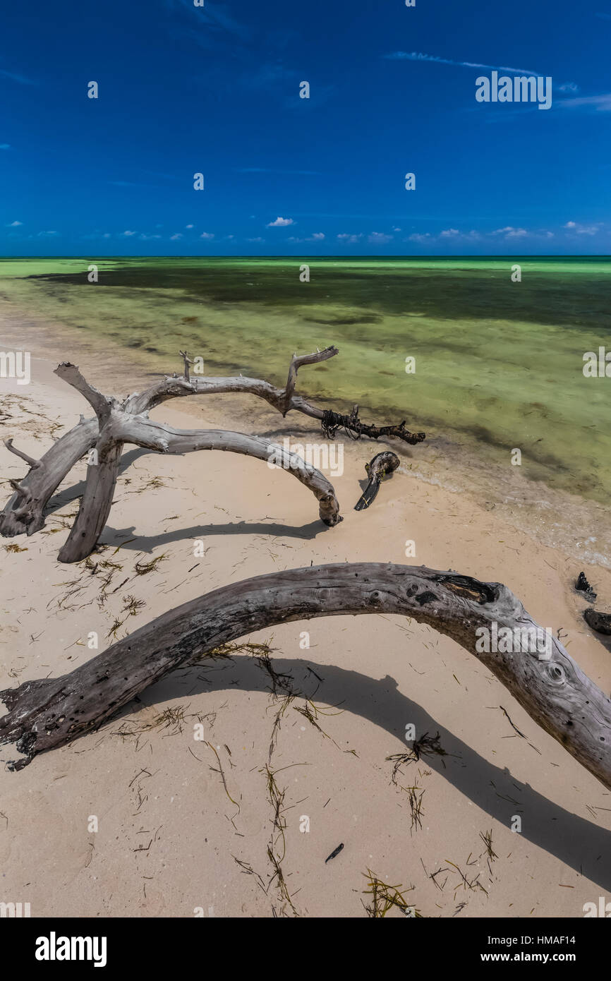 Arbres submergés et tué par une modification de la rive en Bahia Honda State Park, Florida Keys, USA Banque D'Images