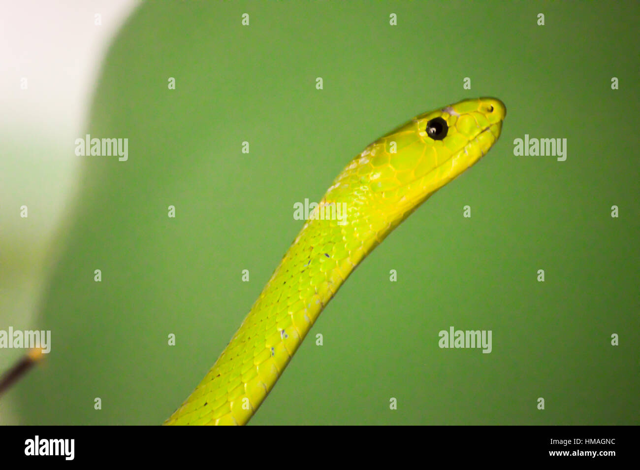 Green mamba tête sur une branche dans un parc à Mombasa, Kenya Banque D'Images