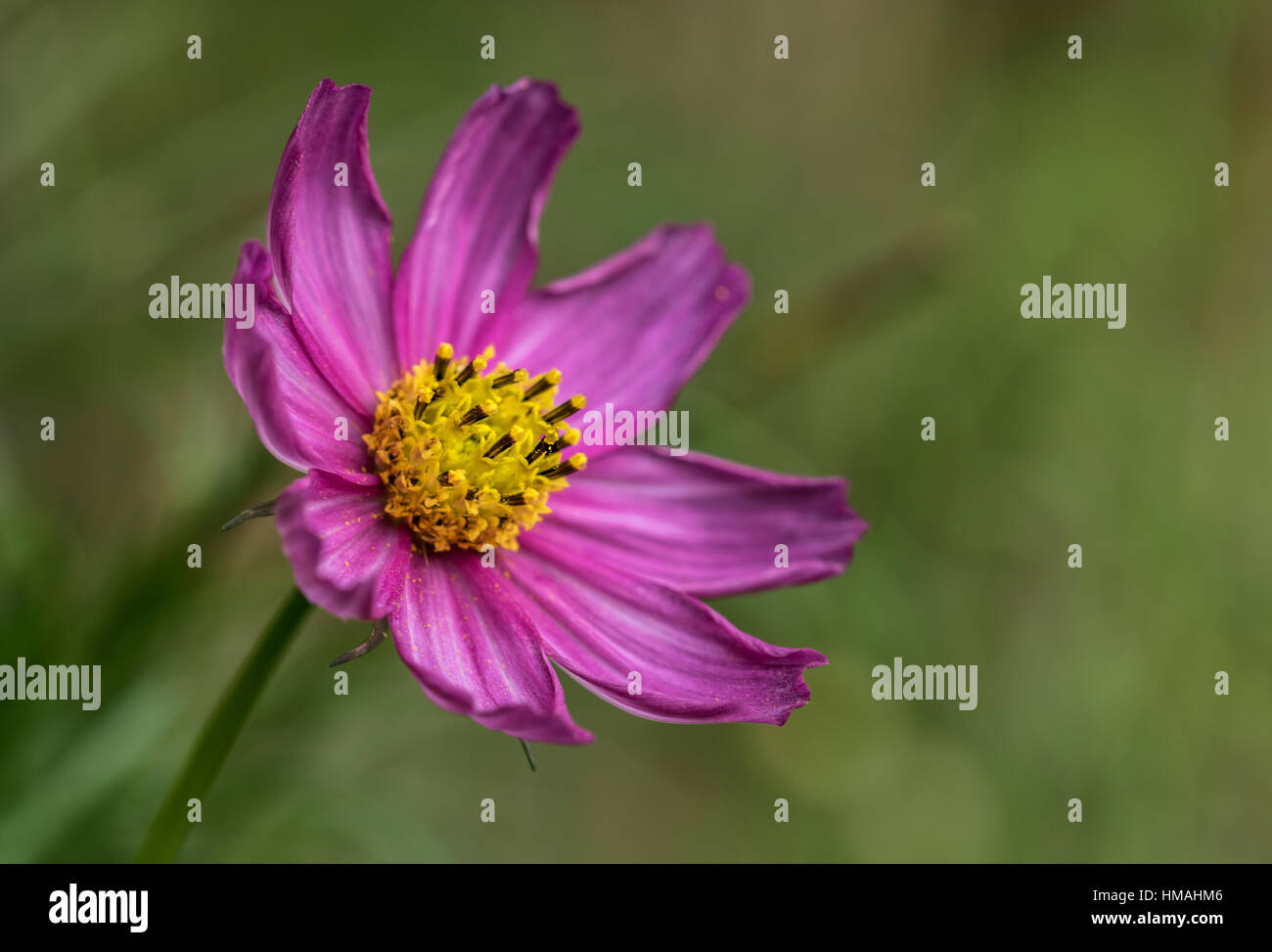 Cosmos bipinnatus Candy Stripe en fleur Banque D'Images