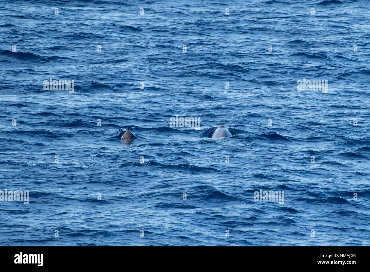 Les femelles adultes et les juvéniles Gervais' les baleines à bec, Mesoplodon europaeus, surfaçage, au large du Maroc, l'Océan Atlantique Banque D'Images