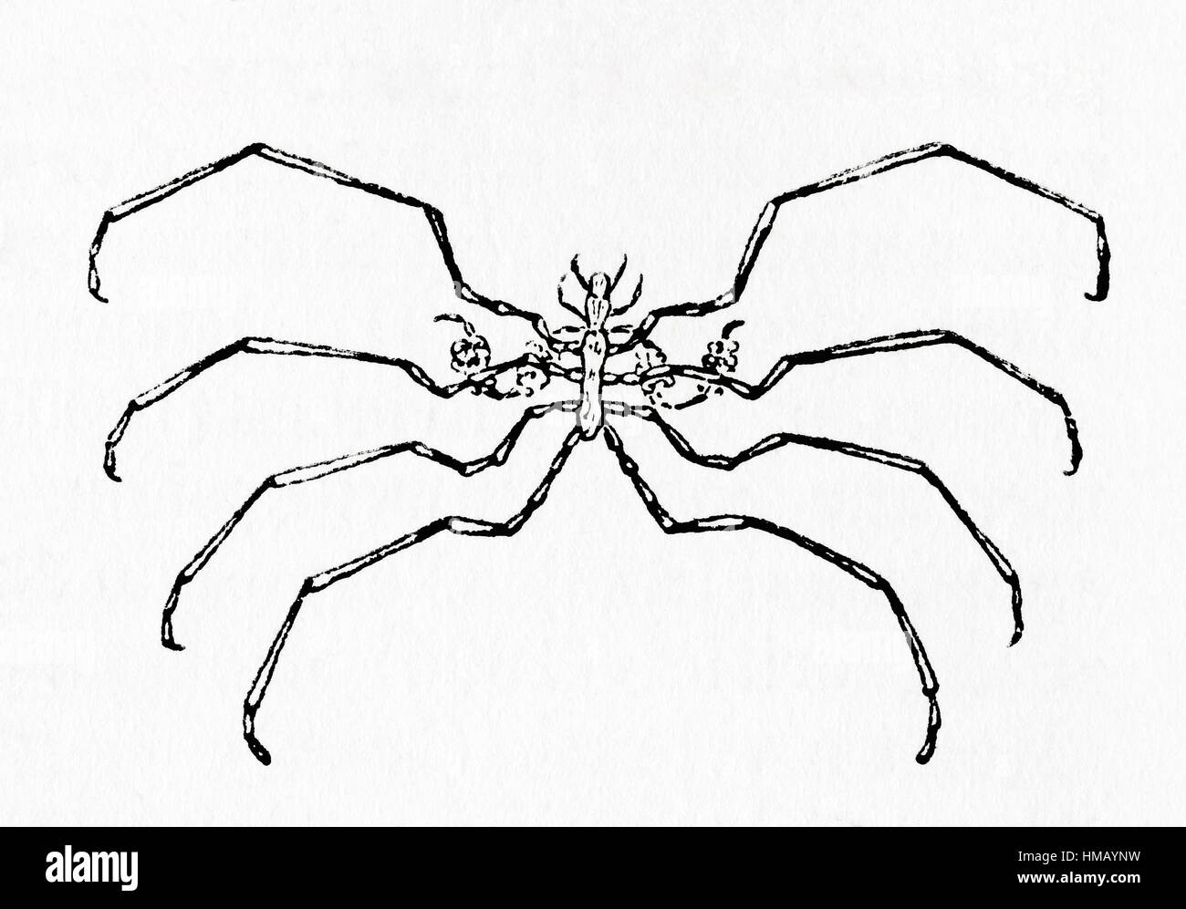 Une araignée de mer aka Pantopoda ou pycnogonides. Arthropodes marins de la classe Pycnogonida. De Meyers lexique, publié en 1928. Banque D'Images