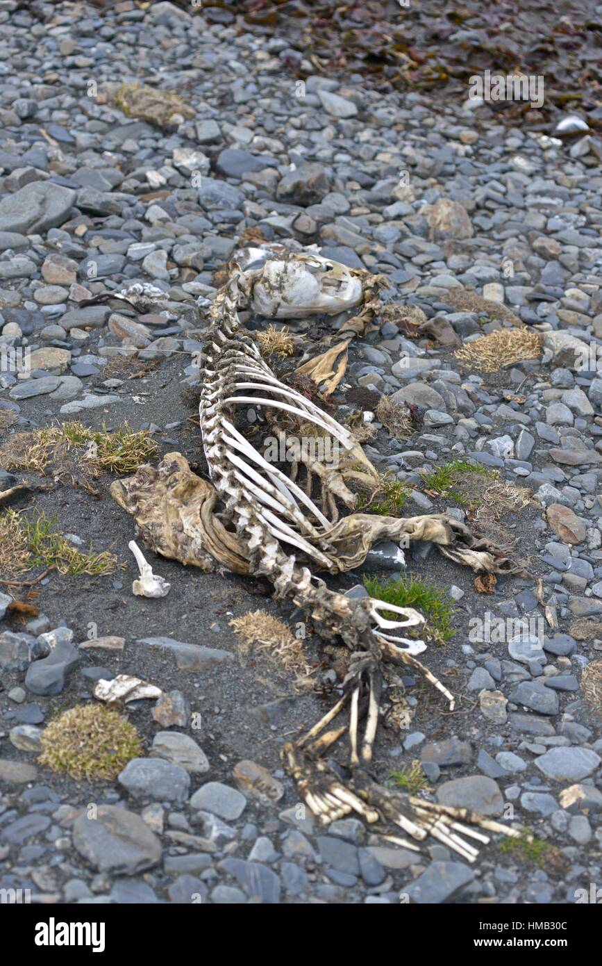 Squelette d'un antarctique morts (Arctocephalus gazella). Stromness Bay en Géorgie du Sud. Banque D'Images