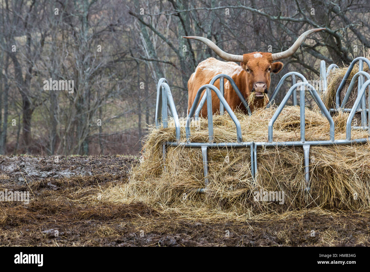Dry Ridge, Kentucky - une vache Texas Longhorn de manger du foin. Banque D'Images