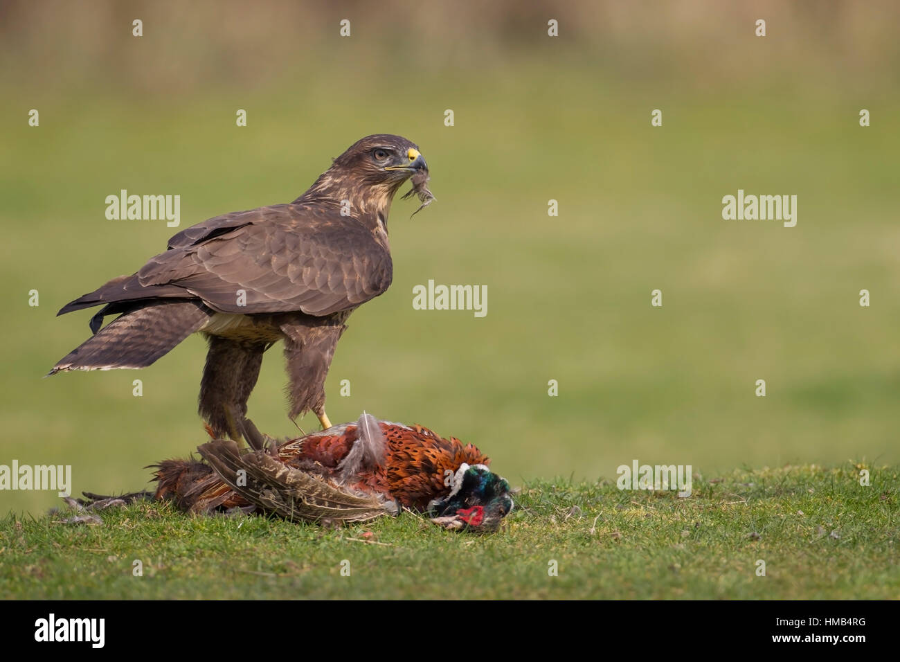 Buse variable Buteo buteo se nourrissent d'une carcasse de faisan Banque D'Images