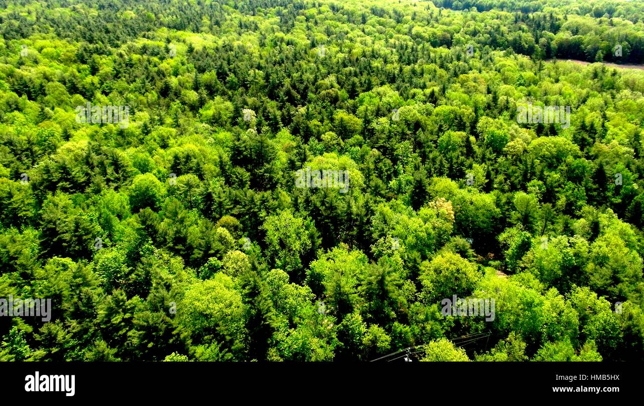 La forêt pittoresque d'arbres Banque D'Images