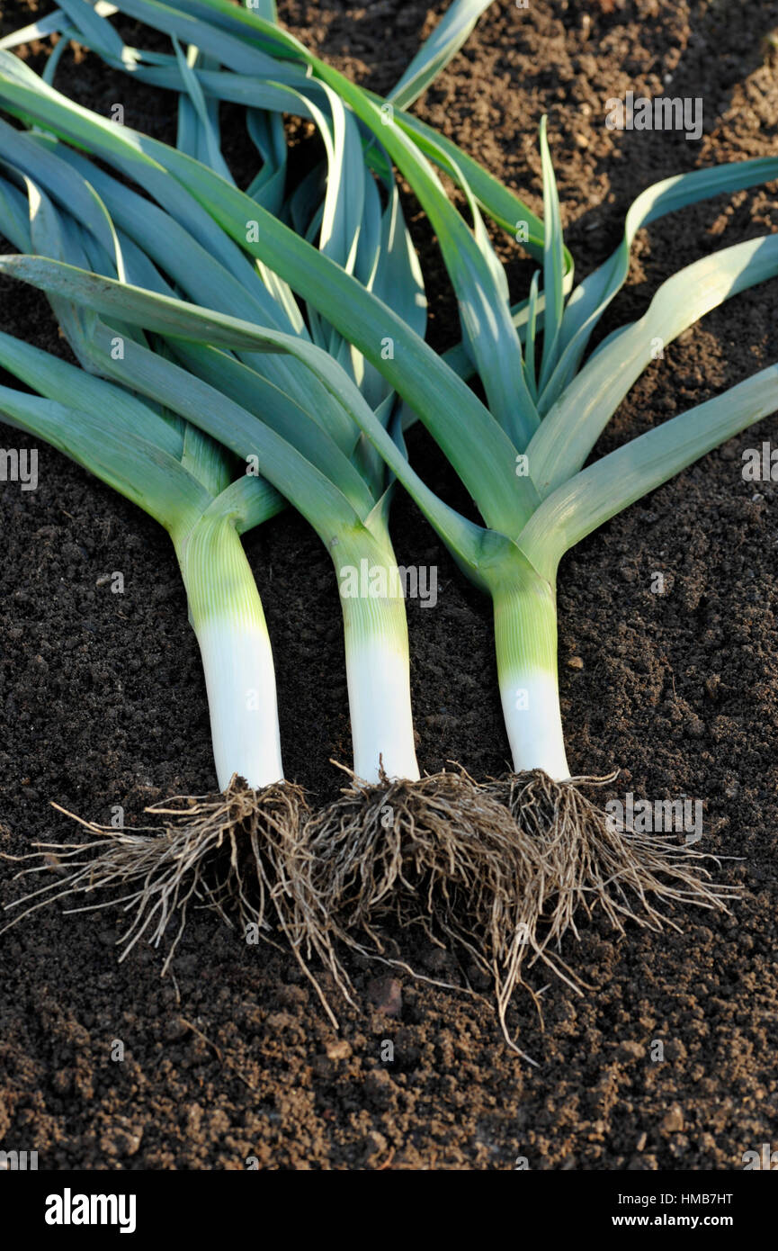 Fraîchement extraits, poireaux, une saucisse végétarienne traditionnelle galloise dans un potager, variété Musselburgh. Banque D'Images