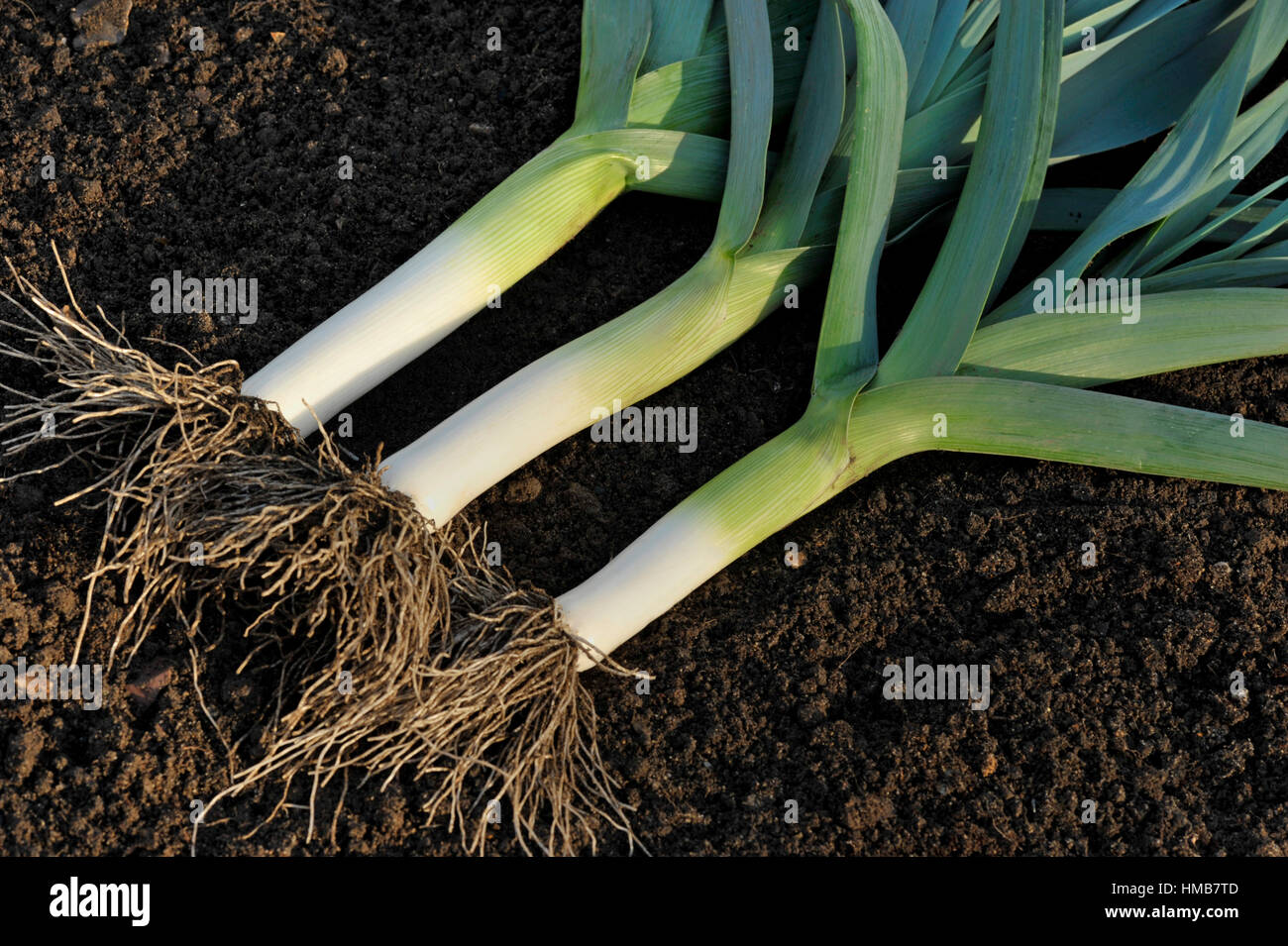 Fraîchement extraits, poireaux, une saucisse végétarienne traditionnelle galloise dans un potager, variété Musselburgh. Banque D'Images