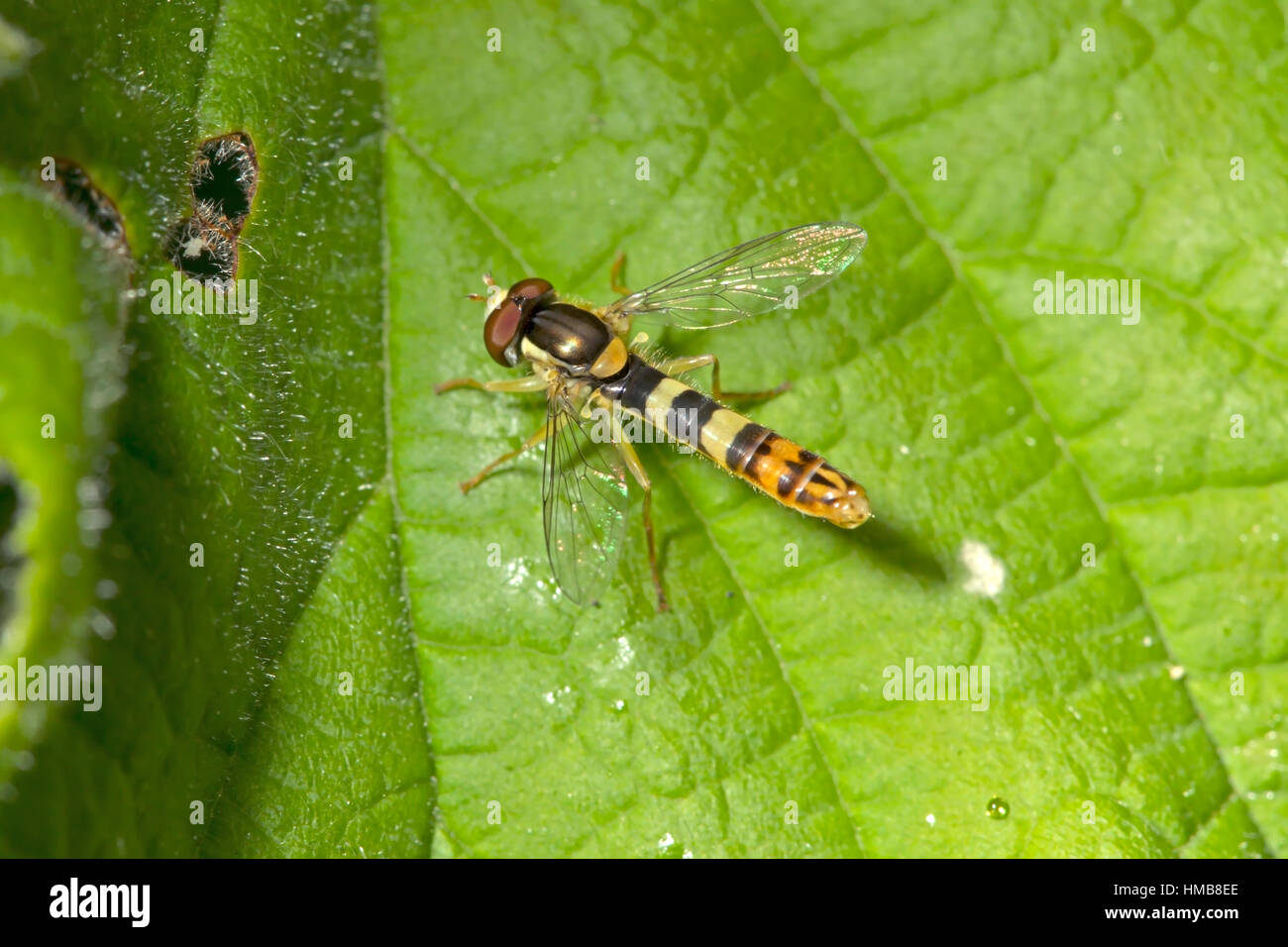 - Sphaerophoria scripta Long Hoverfly Banque D'Images