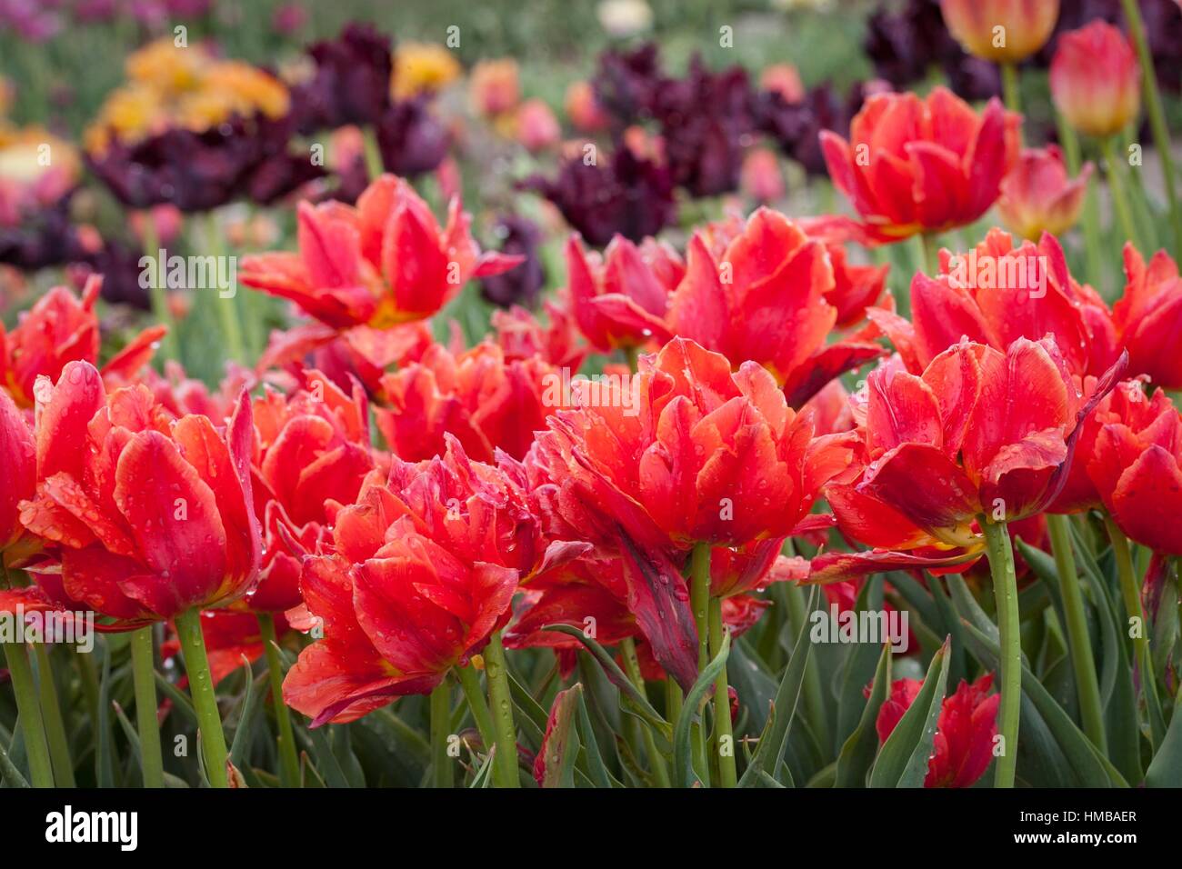 L'un des plus grands de tulipes dans reproduction Chrzypsko) près de Poznan - Pologne. Plus de 450 variétés de tulipes. Banque D'Images