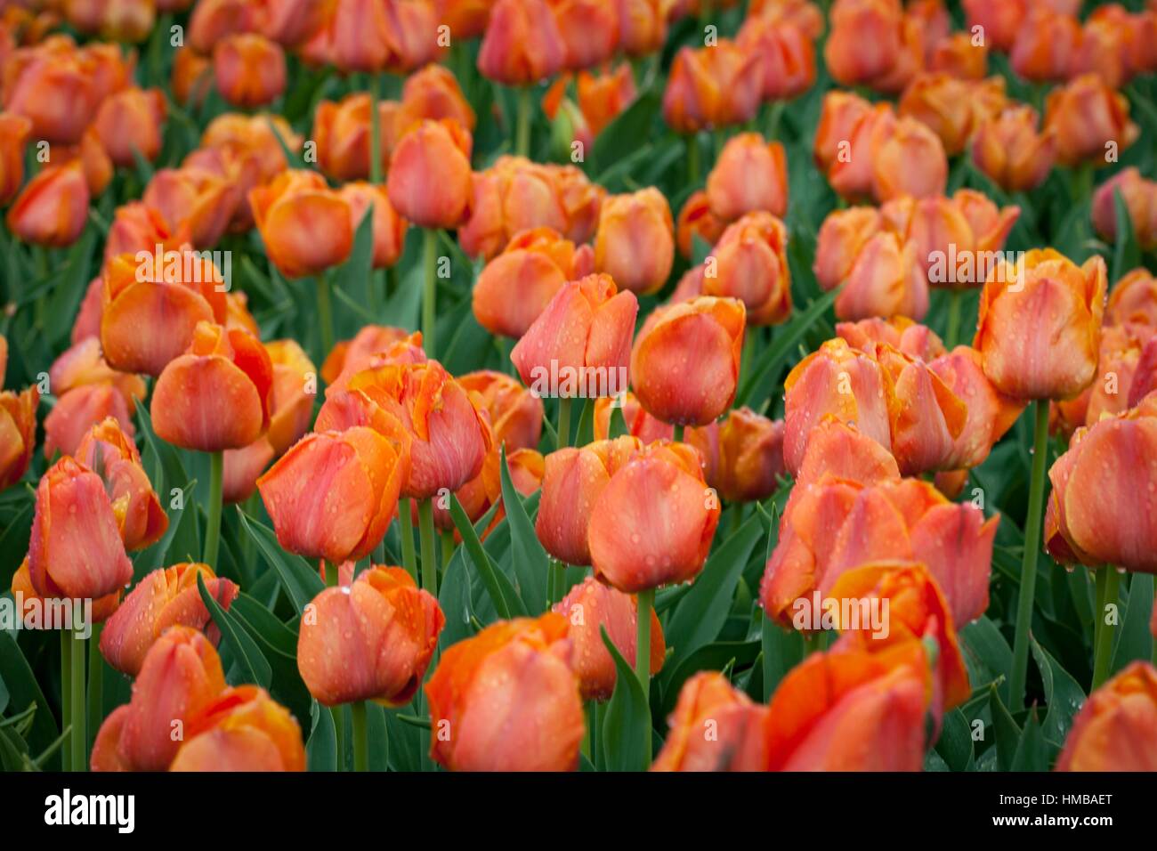 L'un des plus grands de tulipes dans reproduction Chrzypsko) près de Poznan - Pologne. Plus de 450 variétés de tulipes. Banque D'Images