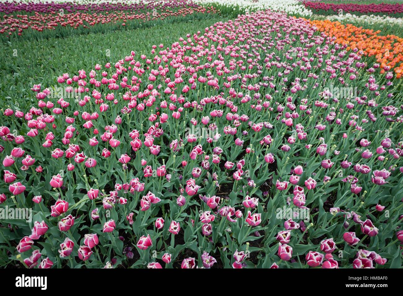 L'un des plus grands de tulipes dans reproduction Chrzypsko) près de Poznan - Pologne. Plus de 450 variétés de tulipes. Banque D'Images