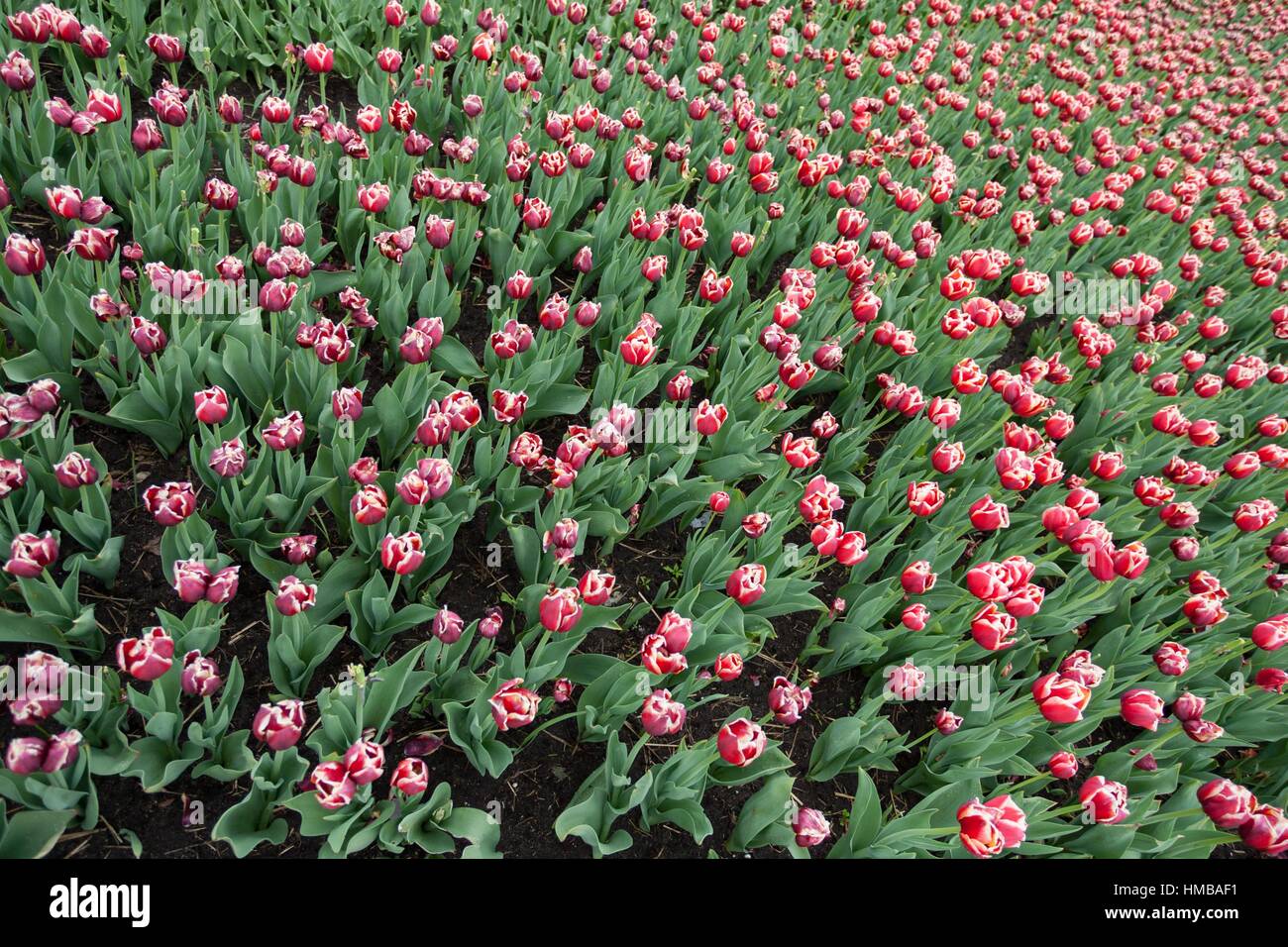 L'un des plus grands de tulipes dans reproduction Chrzypsko) près de Poznan - Pologne. Plus de 450 variétés de tulipes. Banque D'Images