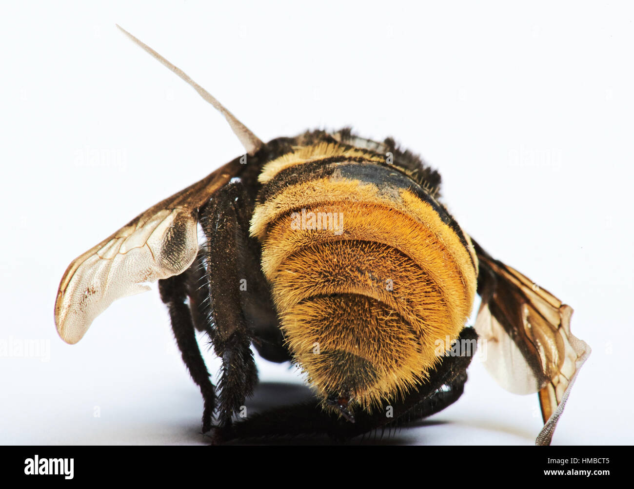 Close up de retour de bamble bee isolated on white Banque D'Images