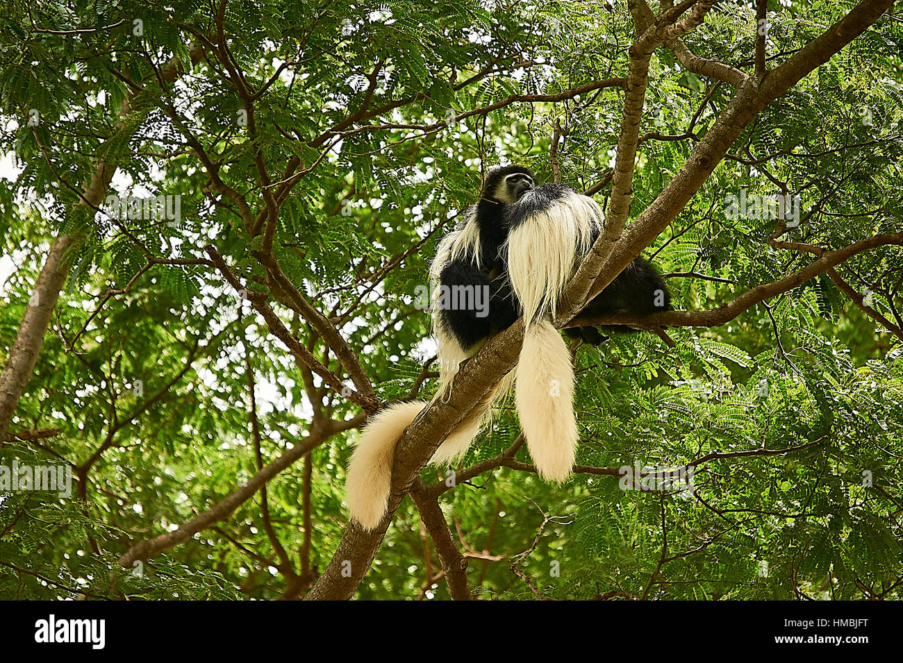 L'est le noir et blanc des singes colobus, une cour sur un arbre Banque D'Images