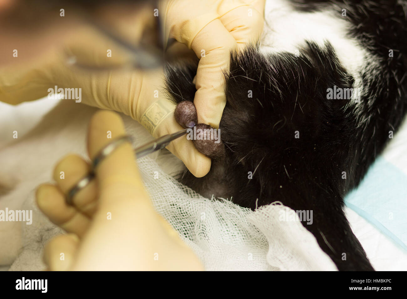 Castration Banque D Image Et Photos Alamy Castration Banque D Image Et Photos Alamy