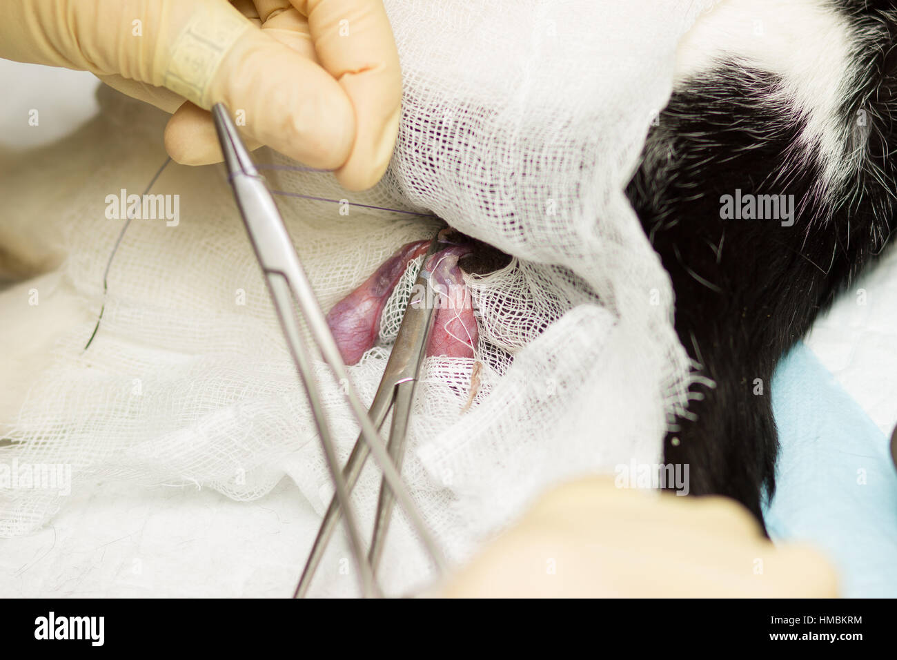 La castration du chat. Les œufs, pansement, collier, thread Banque D'Images