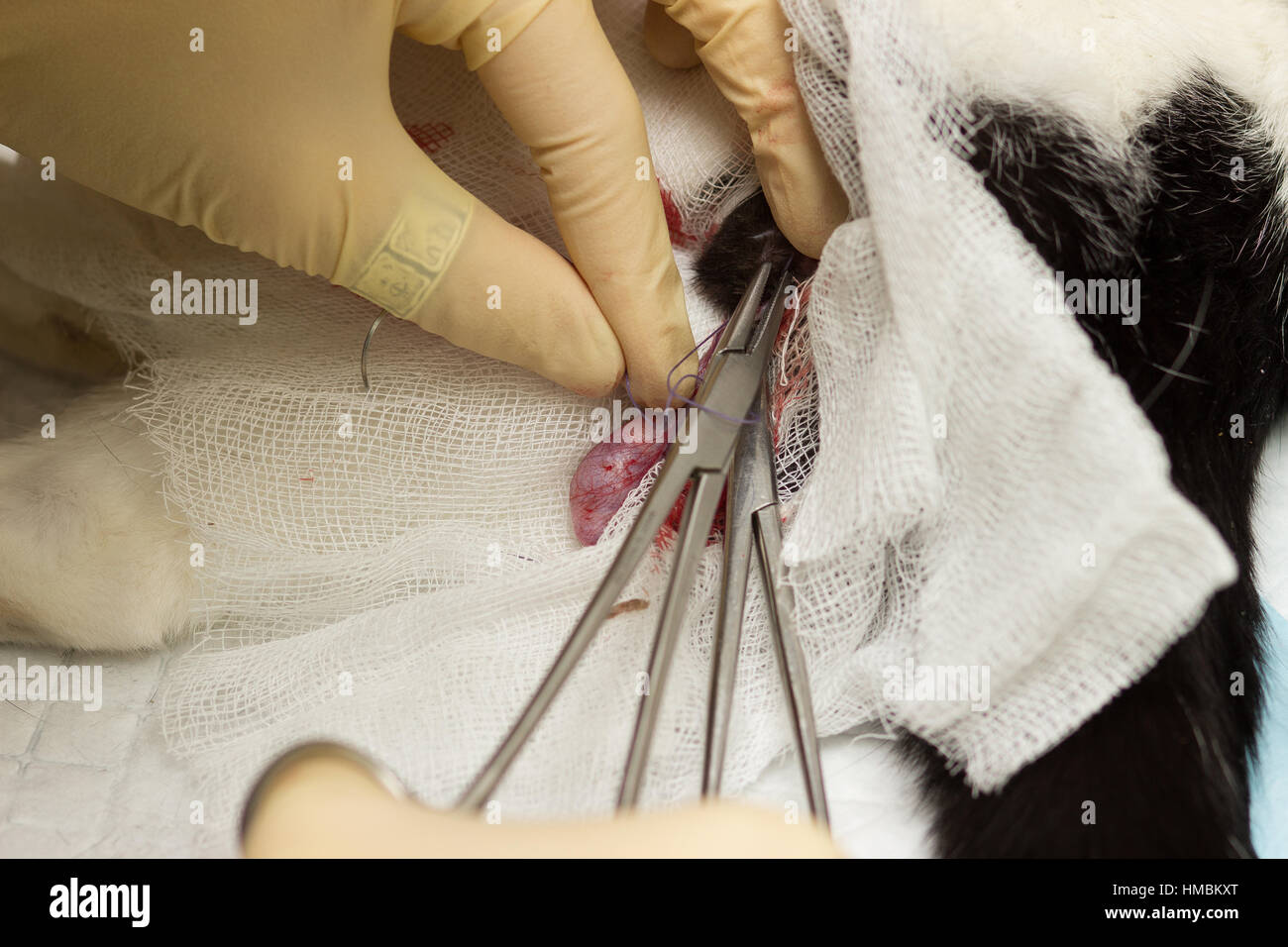La castration du chat. Les oeufs, pansement, collier, thread, des gants, des doigts, des vaisseaux sanguins, canal déférent, de l'aiguille Banque D'Images