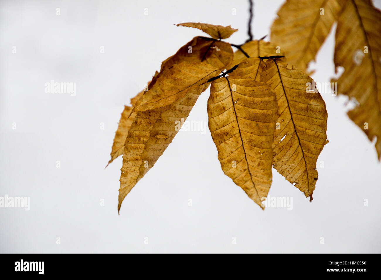 Feuilles de hêtre orange lumineux flottent dans le vent sur les branches des arbres. Contexte iswinter la neige. Banque D'Images