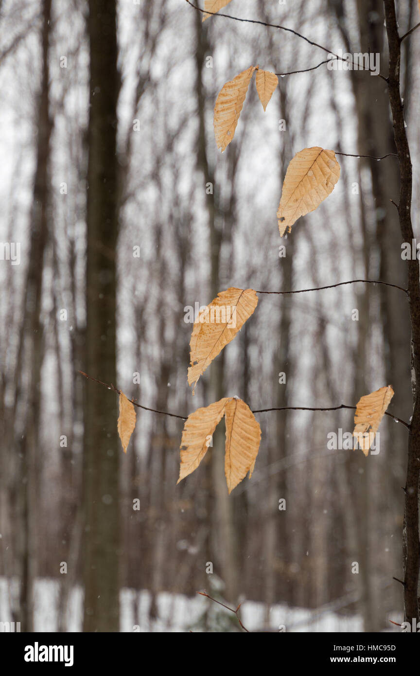 Feuilles de hêtre orange lumineux flottent dans le vent sur les branches des arbres. L'érable et le hêtre arbres en arrière-plan n'ont pas de feuilles en hiver la neige. Banque D'Images