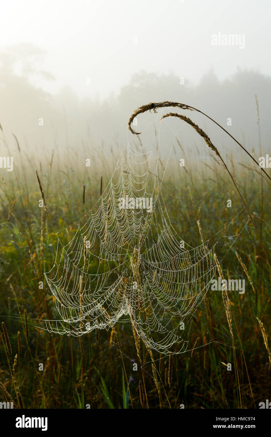 Arbres dans la brume en arrière-plan et l'araignée est recouverte de minuscules gouttelettes d'eau à partir de la brume et la rosée dans le paysage de pâturages. Banque D'Images