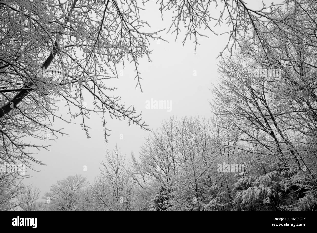 Snow laden les arbres feuillus bordent la route enneigée. Banque D'Images
