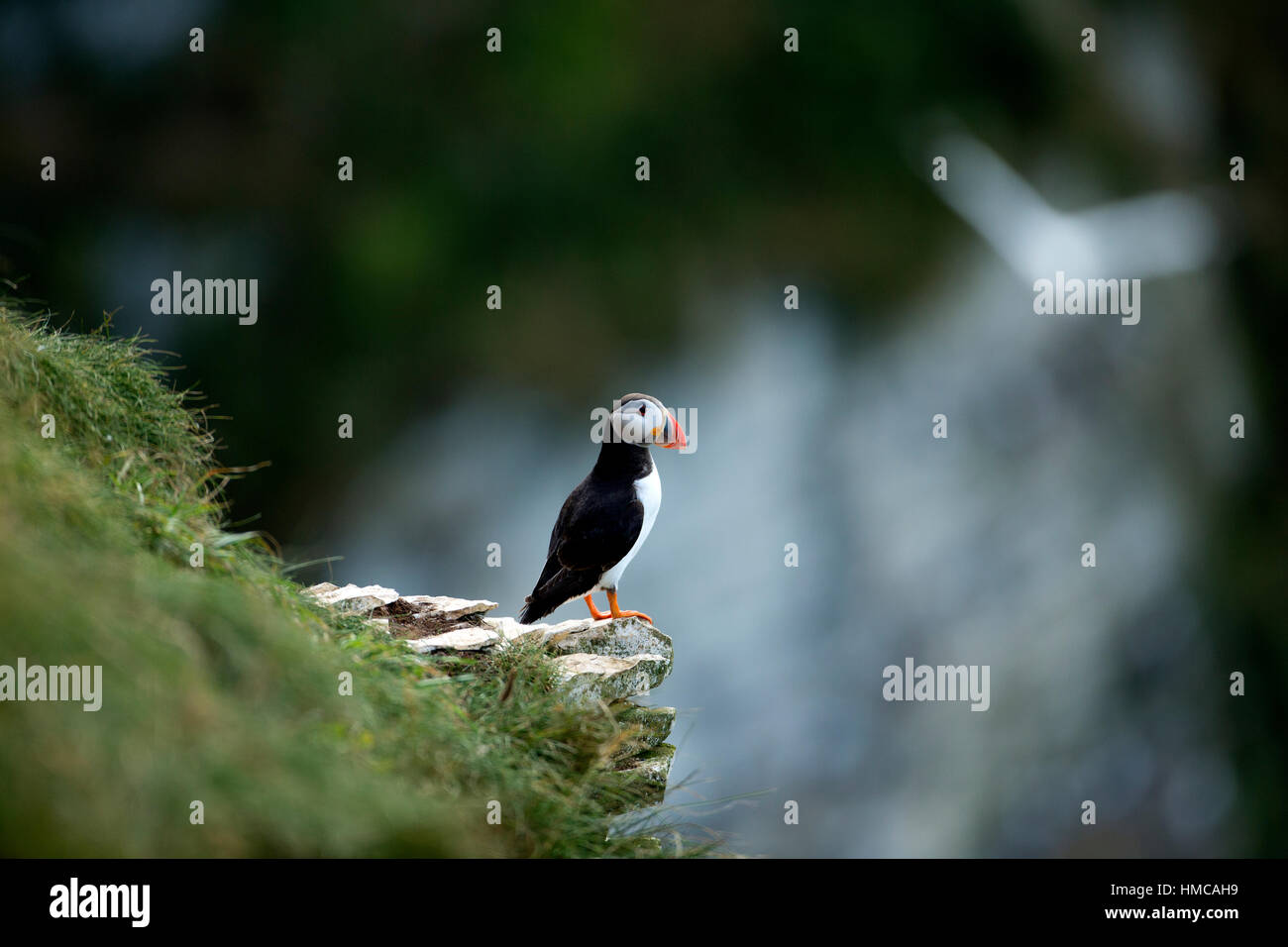 Les macareux moine (Fratercula arctica) sur une pile de rochers face à la mer. Banque D'Images