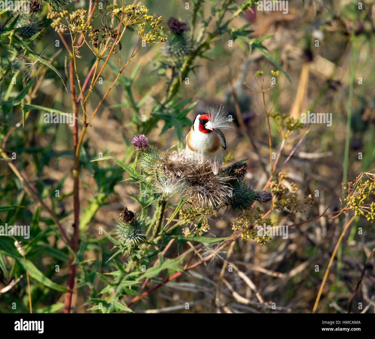 Des profils chardonneret (Carduelis carduelis) se nourrissant de chardons. Banque D'Images