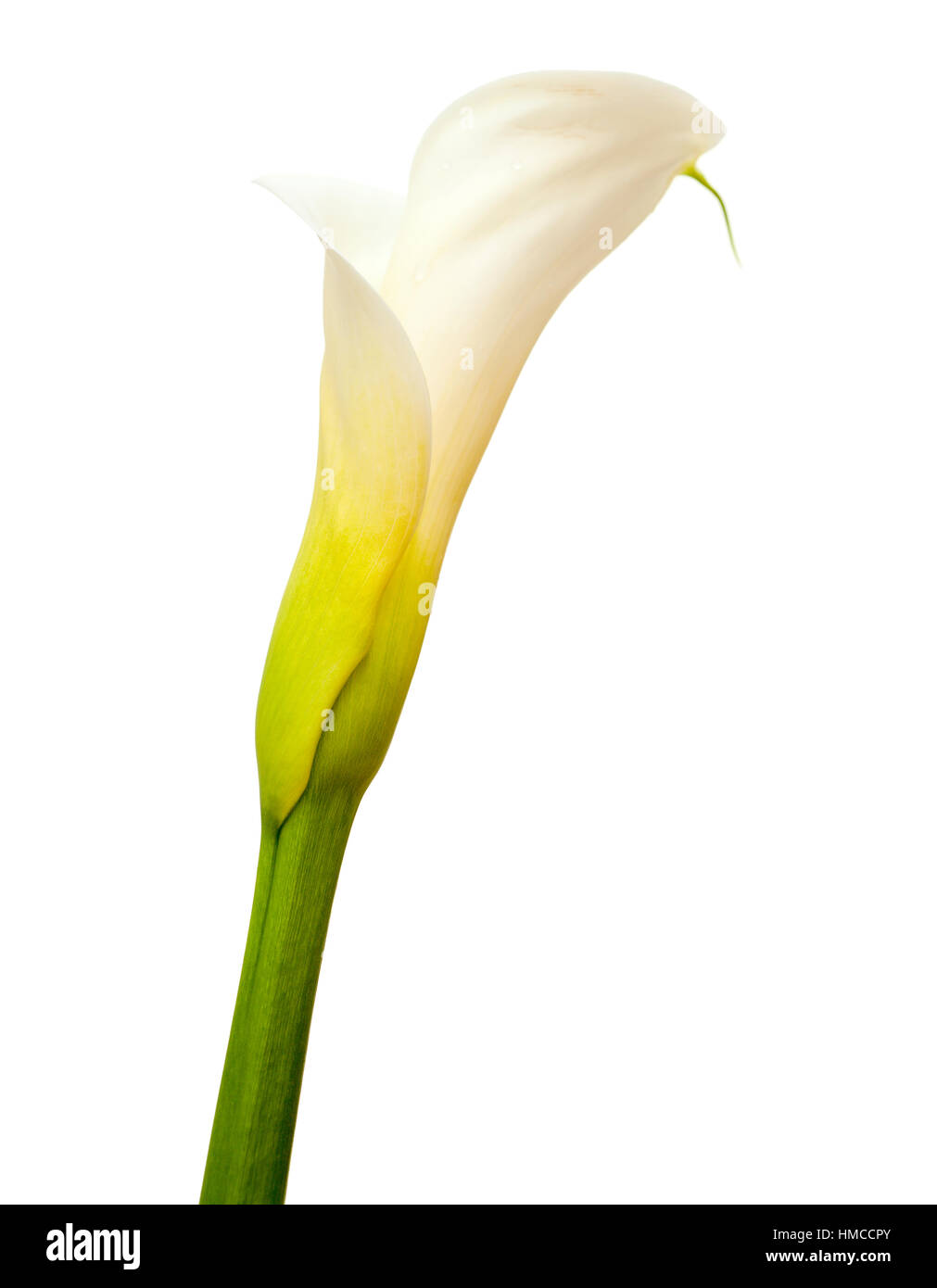 Fleur de lis calla blanc isolé sur fond blanc Banque D'Images