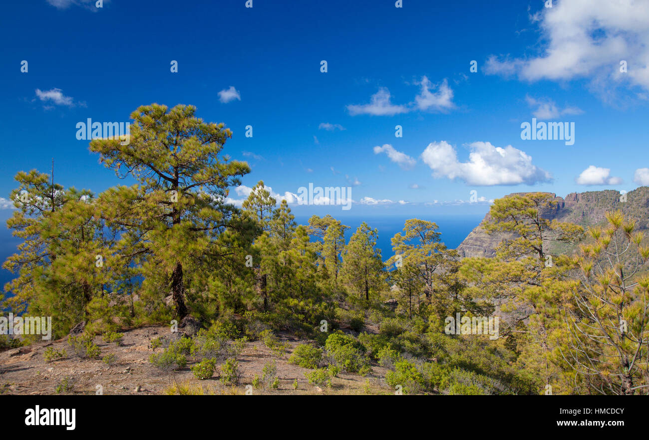 Le centre de Gran Canaria, Parc Naturel des Canaries, Tamadaba , des pins sur les pentes Banque D'Images