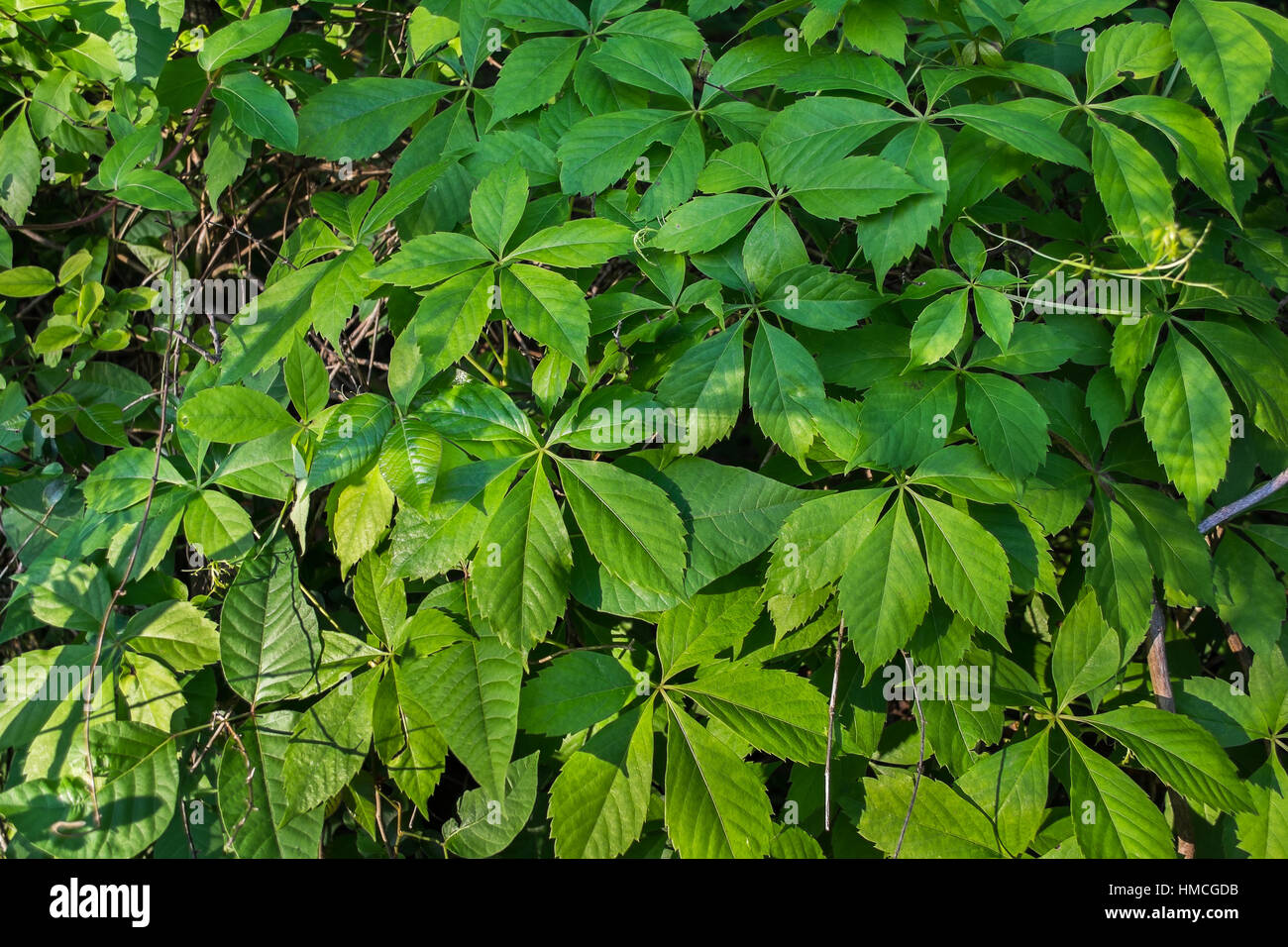 Une nature fond capture d'un plant de vigne vierge. Banque D'Images