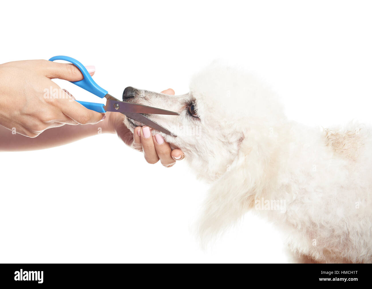 Les cheveux coupés sur poodle dog face isolated on white Banque D'Images