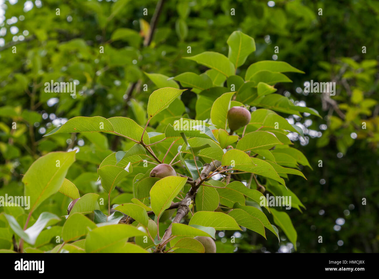 Un gros plan de poires immatures sur l'arbre au début du printemps. Banque D'Images