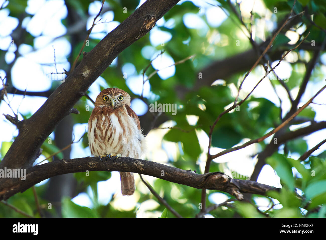 Petit hibou s'asseoir sur l'arbre pendant jour Banque D'Images
