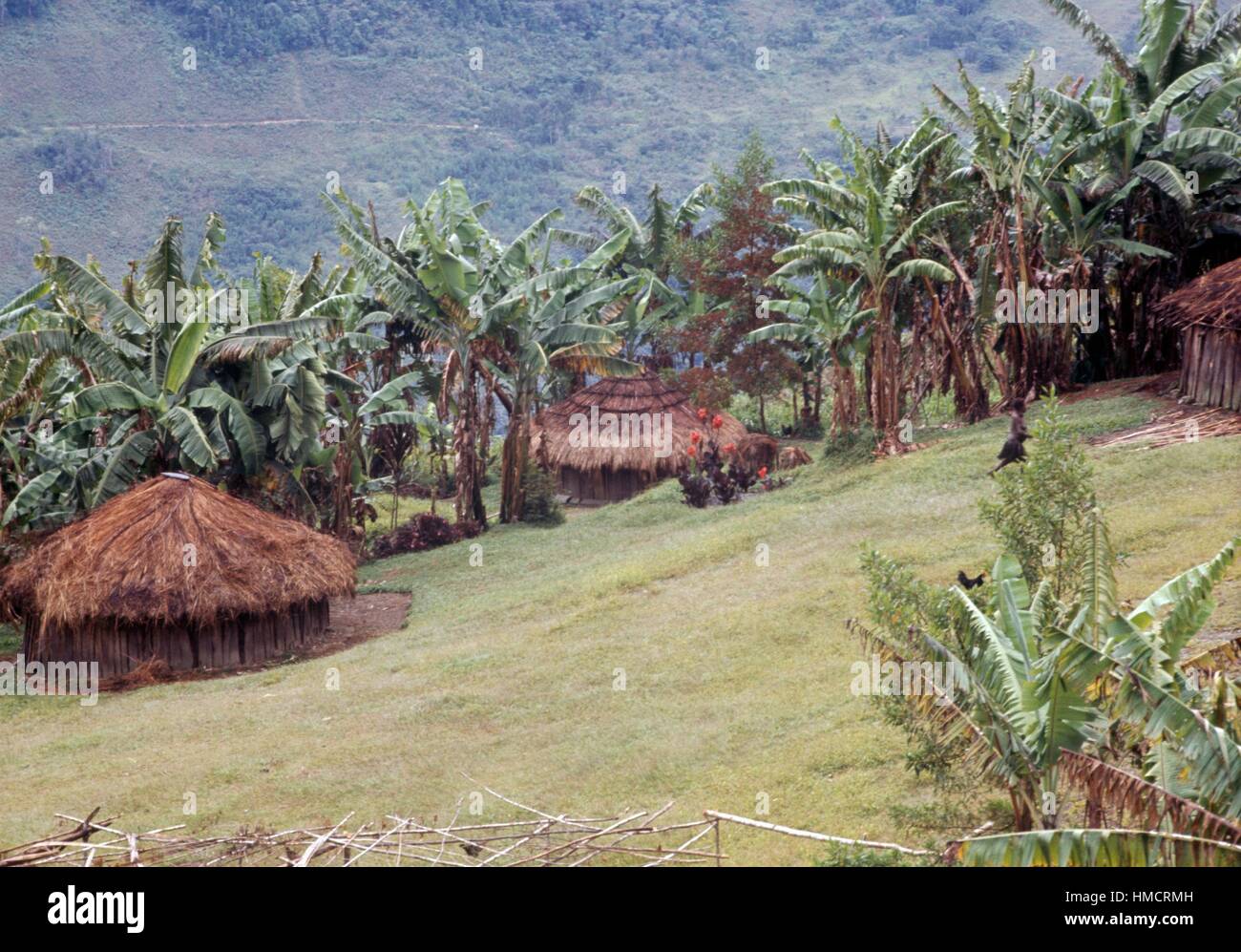 Logement au milieu des palmiers dans un village de Guinée. Banque D'Images